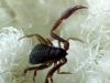 Pseudoscorpion