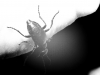 Blister Beetle